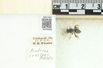 Media type: image;   Entomology 769502 Aspect: Labels